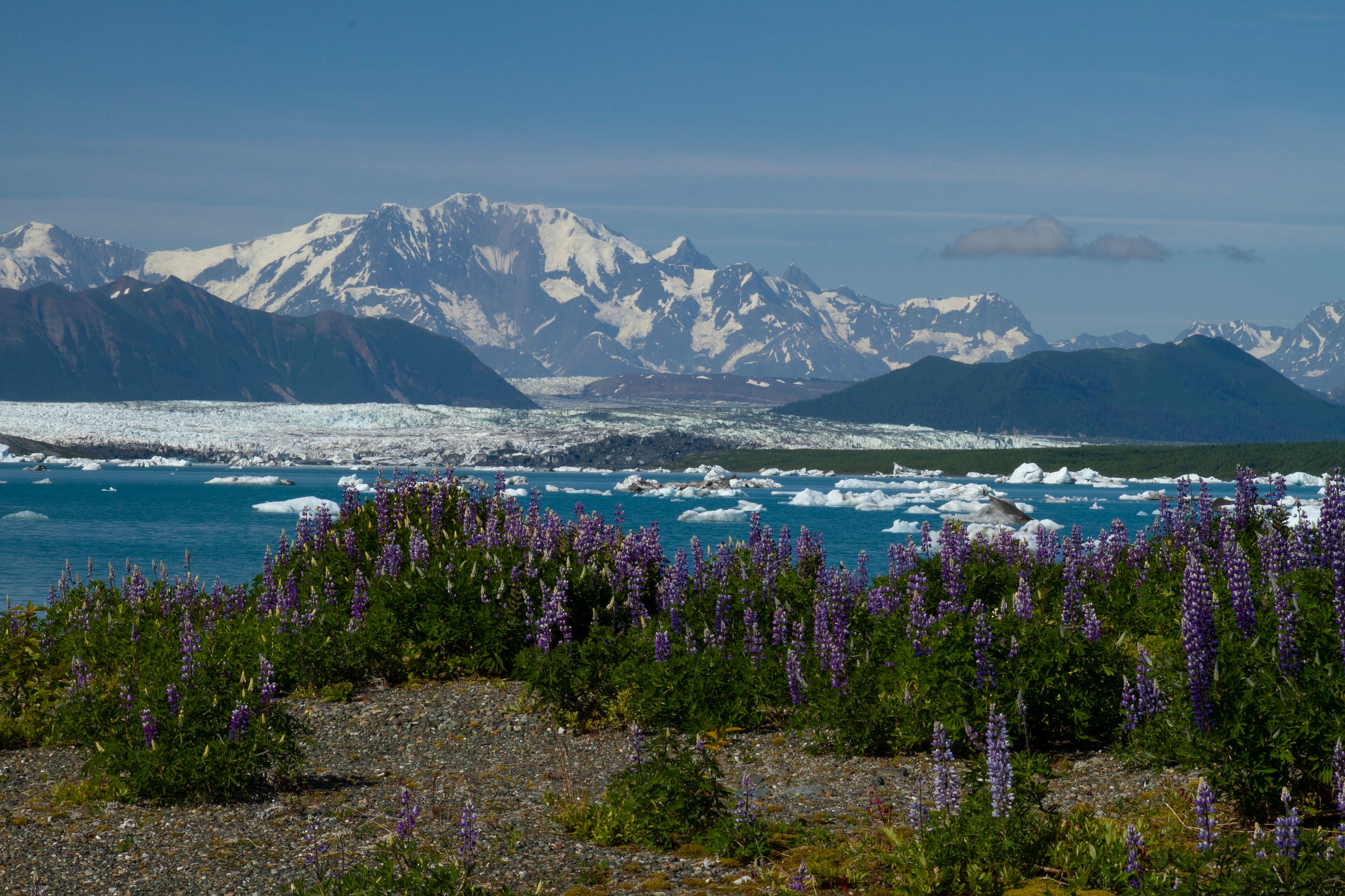 Yakutat City and Borough (Alaska) — photo from Wikimedia via Wikipedia