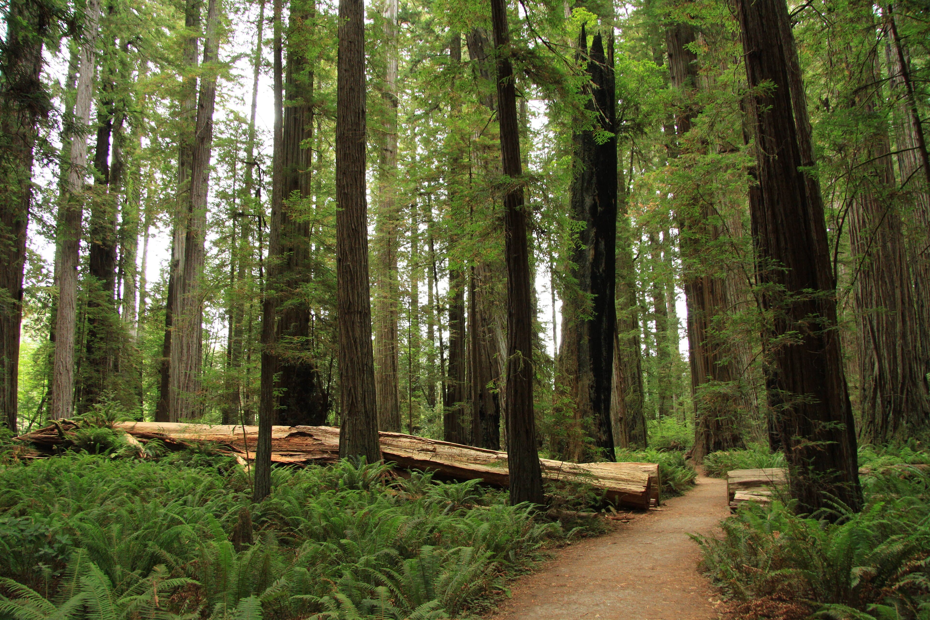 Del Norte County (California) — photo from Wikimedia via Wikipedia