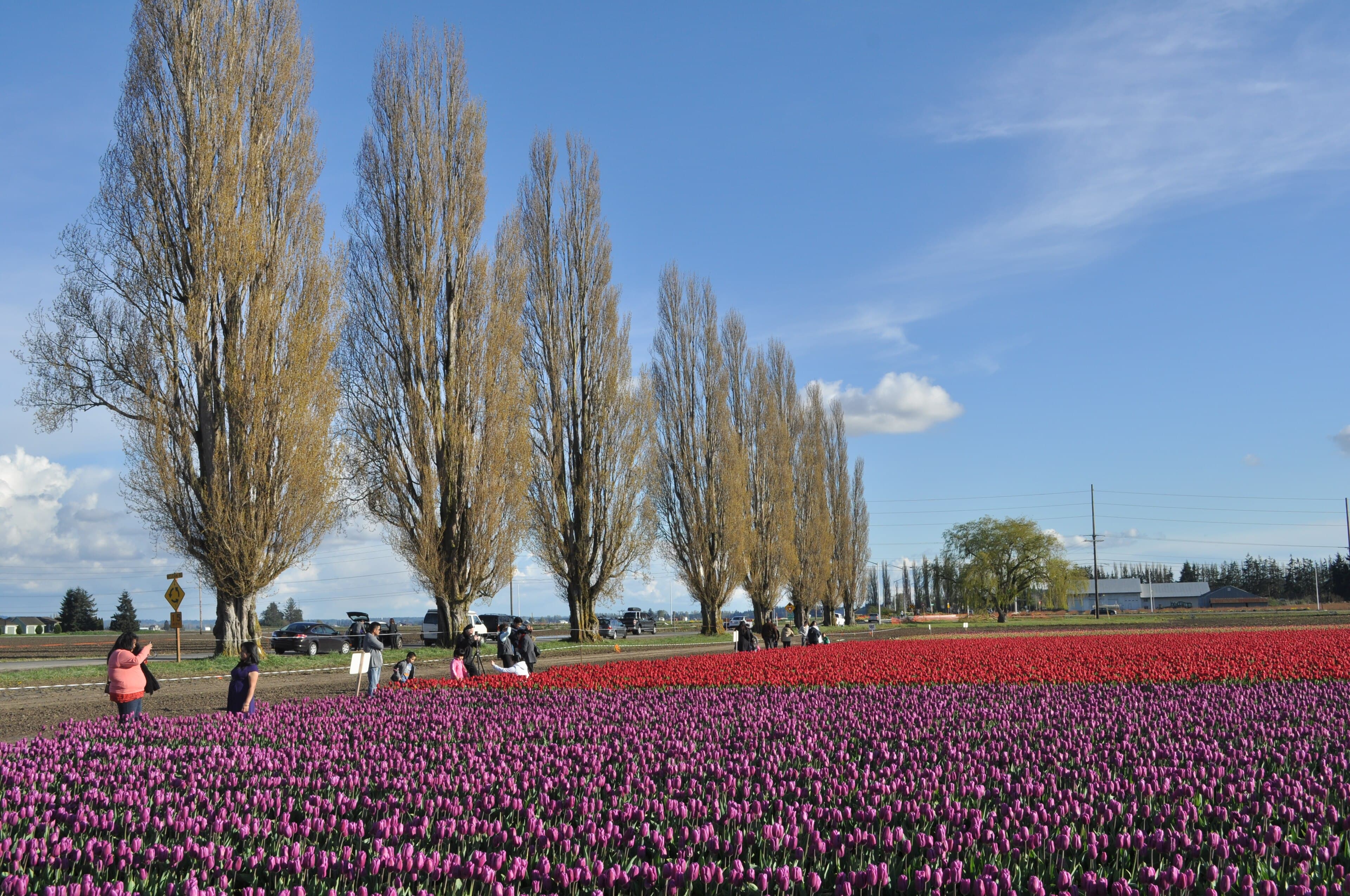 Skagit County (Washington) — photo from Wikimedia via Wikipedia
