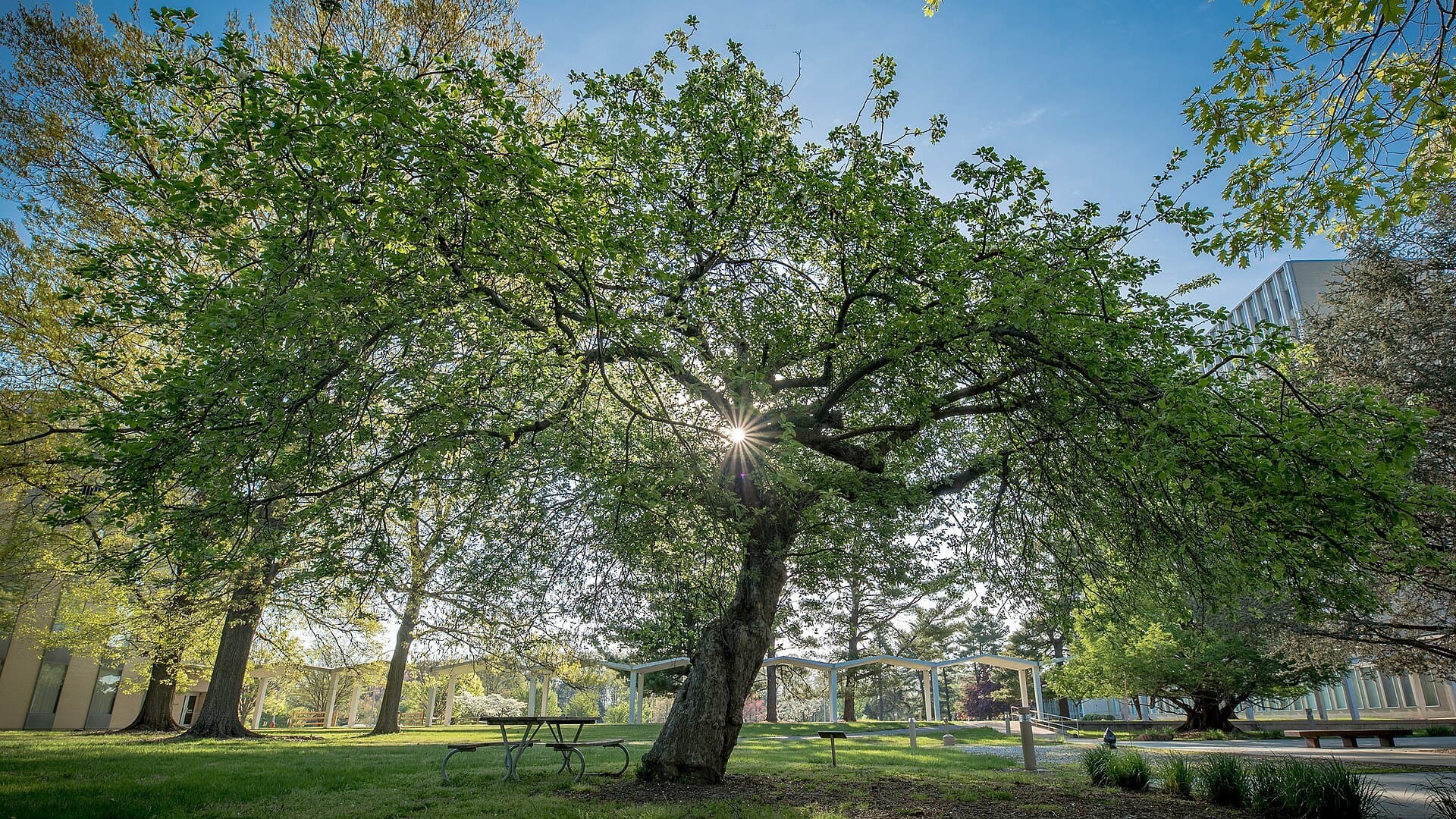 Newton apple tree on the NIST campus in Gaithersburg, Maryland