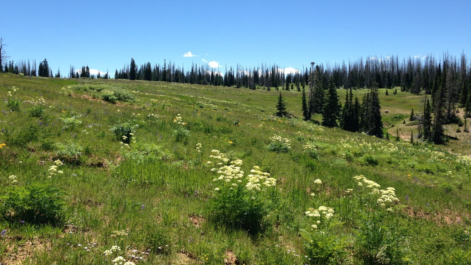 Brian Head Meadow, Cedar City Ranger District, Dixie National Forest — file photo (USDA Forest Service Intermountain Region, public domain).