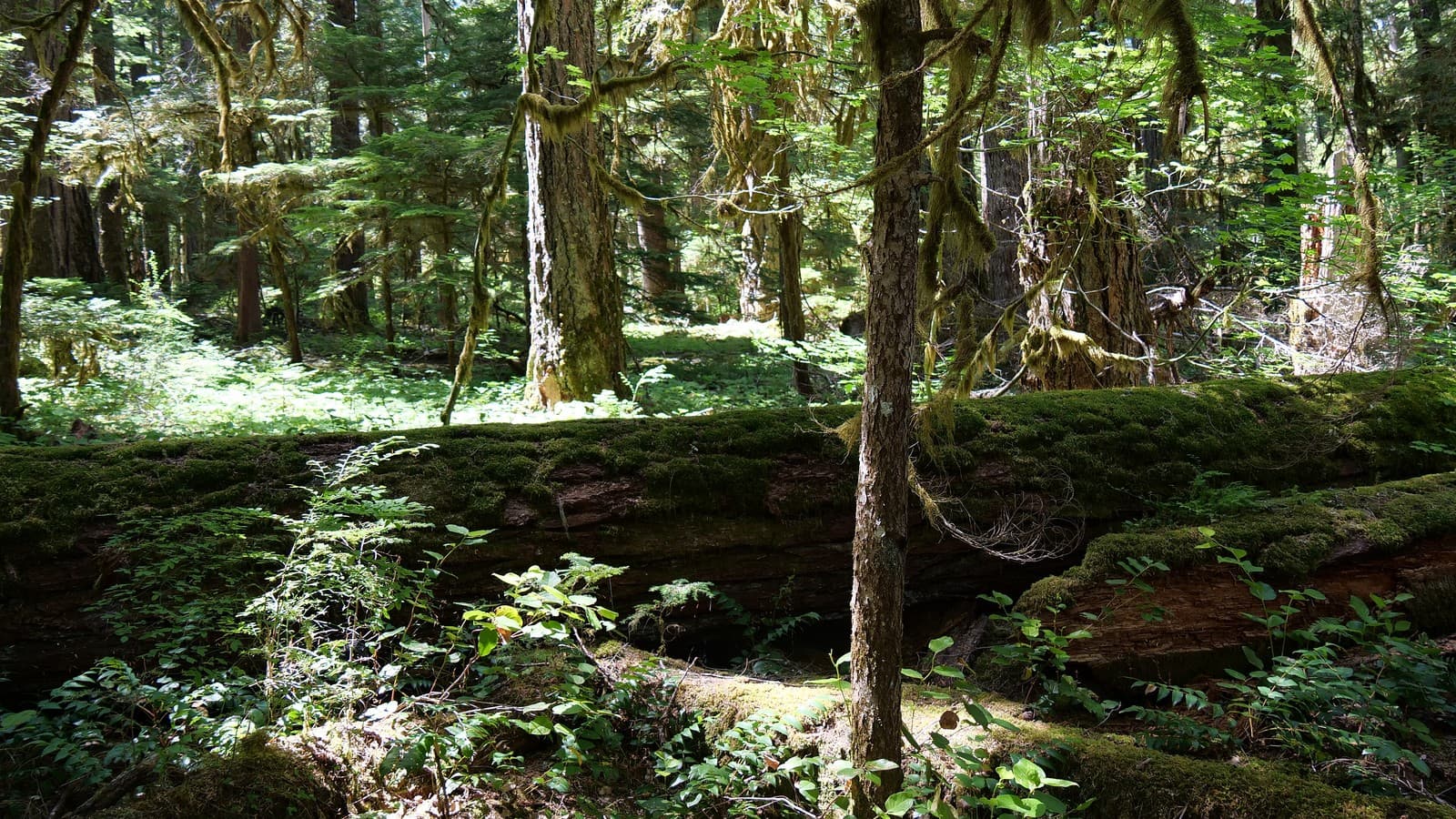 Old-growth forest at the Wind River Experimental Forest, Gifford Pinchot National Forest, Washington. Photo: Forest Service Pacific Northwest Region via Wikimedia Commons (Public domain).
