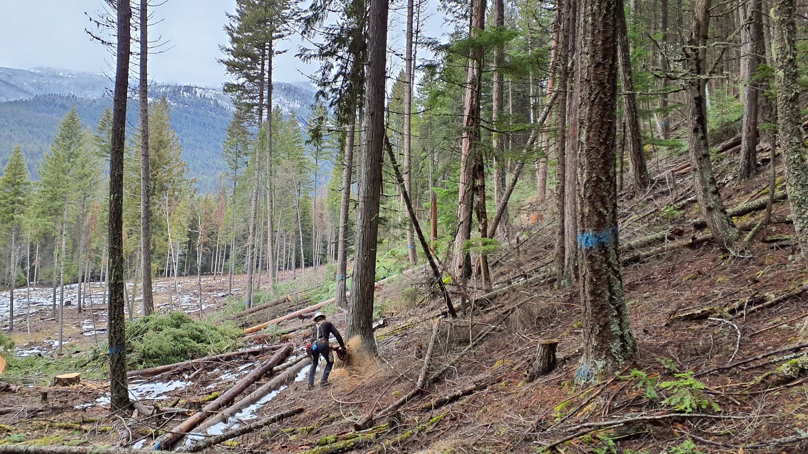 Felling a snag in the Camp Stew timber sale unit, Bonners Ferry Ranger District, Idaho Panhandle National Forests — illustrative file photo (USDA Forest Service / April Rainey, public domain).