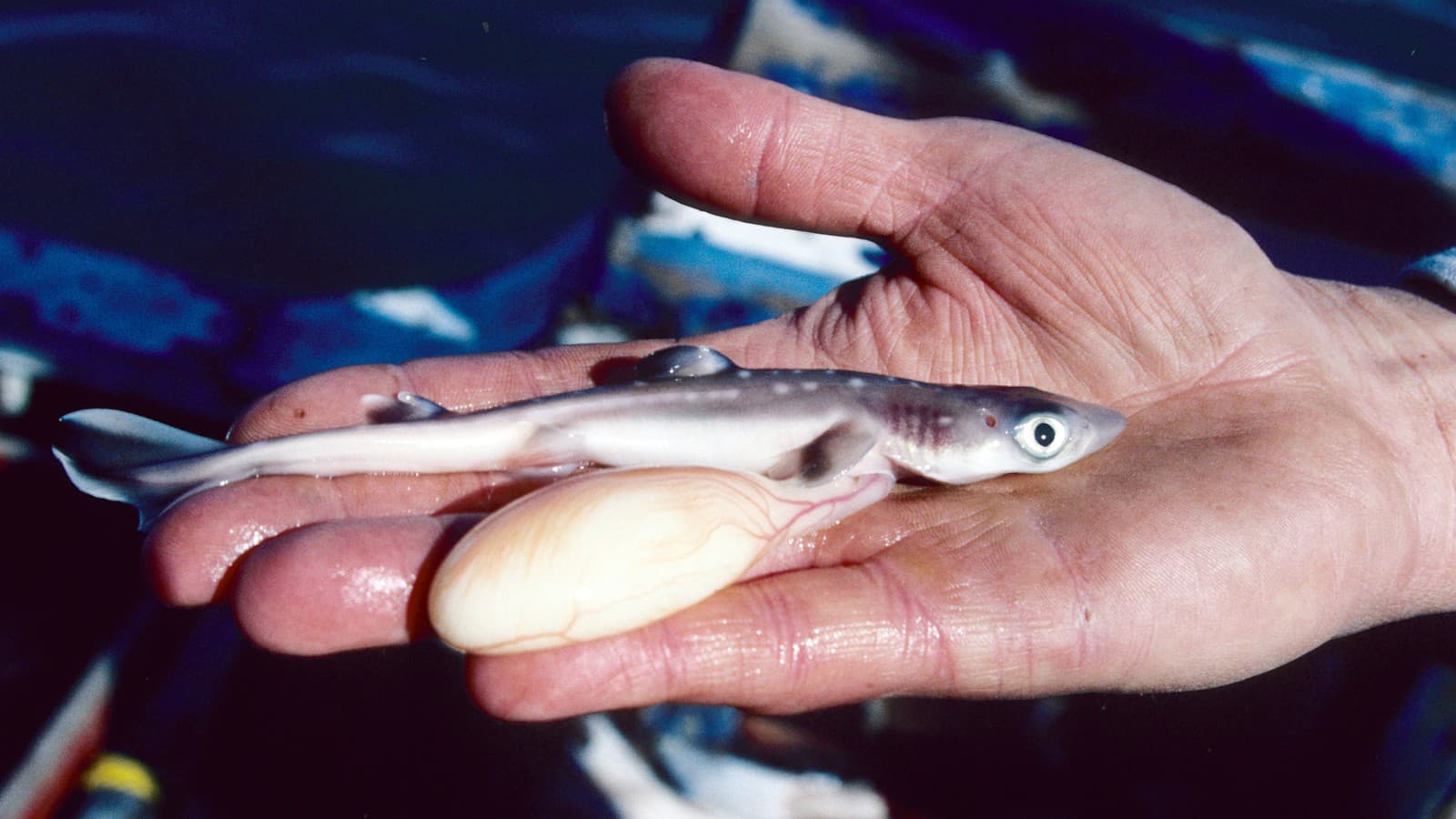 A juvenile spiny dogfish (Squalus acanthias), Prince William Sound, Alaska. Photo: David Csepp, NMFS/AKFSC/ABL via Wikimedia Commons (Public domain).
