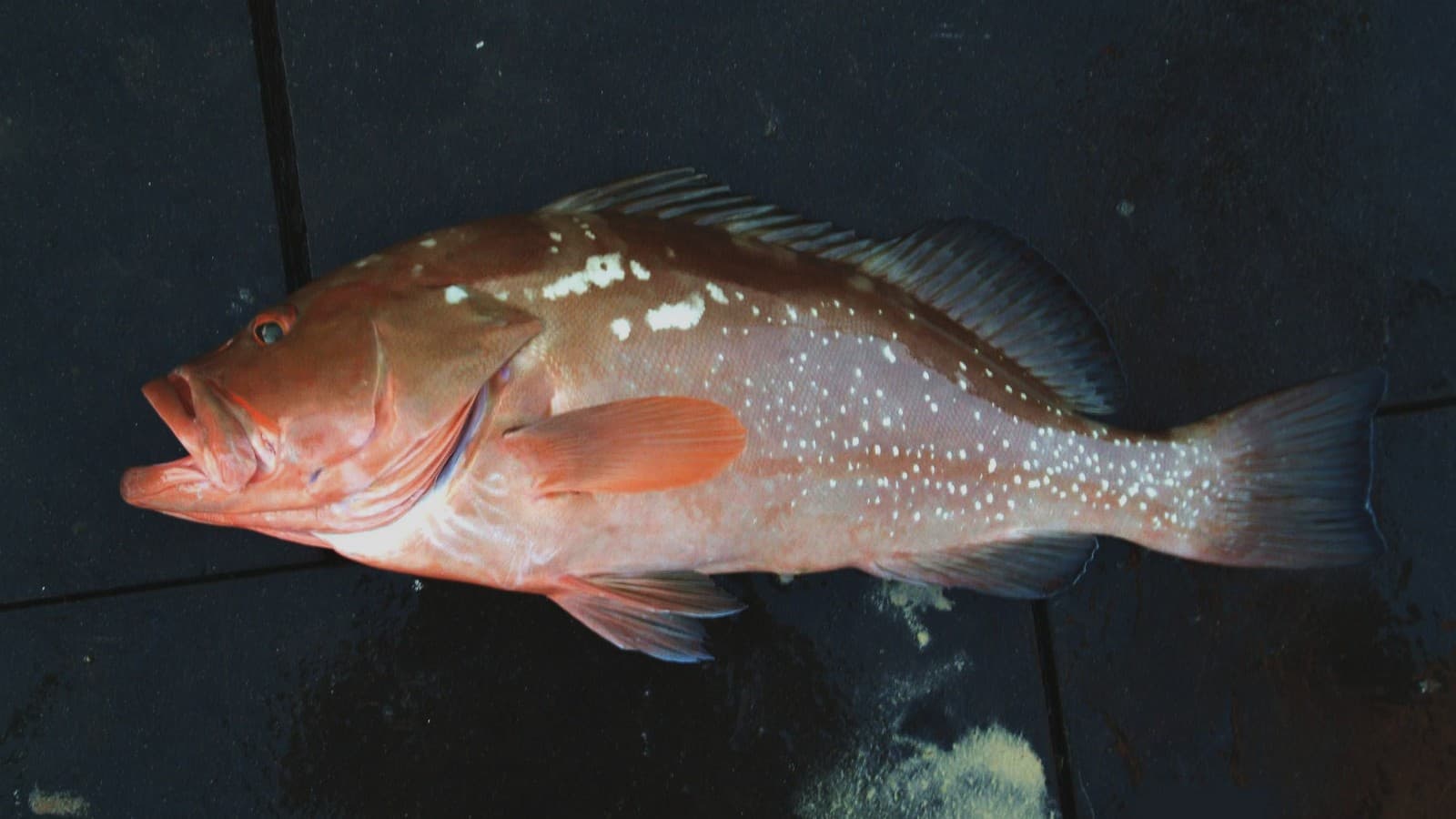 Red grouper (Epinephelus morio) from the Gulf of Mexico — file photo (NOAA/NMFS SEFSC Pascagoula Laboratory, public domain).