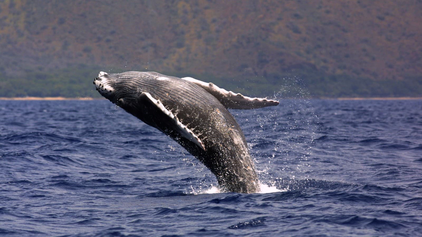 A humpback whale breaching in Hawaiian Islands Humpback Whale National Marine Sanctuary. Photo: National Marine Sanctuaries via Wikimedia Commons (Public domain).