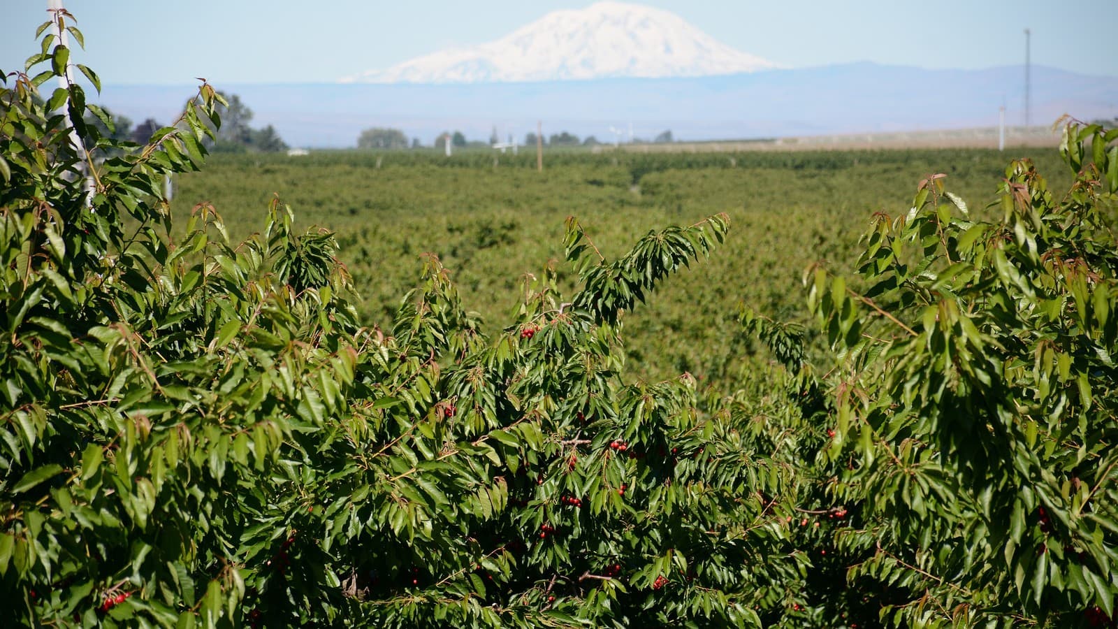 A cherry orchard in Washington's Yakima Valley (file photo, illustrative of fruit country under freeze alerts).