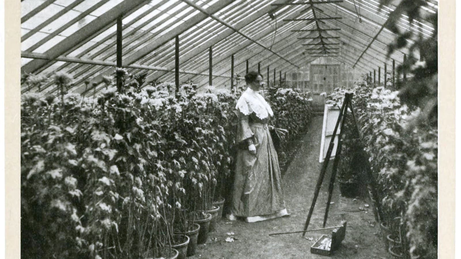 Chrysanthemums growing in a greenhouse (historical photo). Photo: Unknown author via Wikimedia Commons (Public domain).