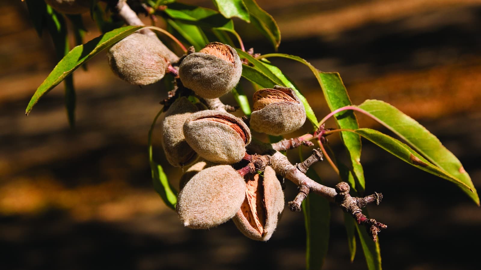 Almonds growing in a California orchard. Photo: USDA Natural Resources Conservation Service via Wikimedia Commons (Public domain).
