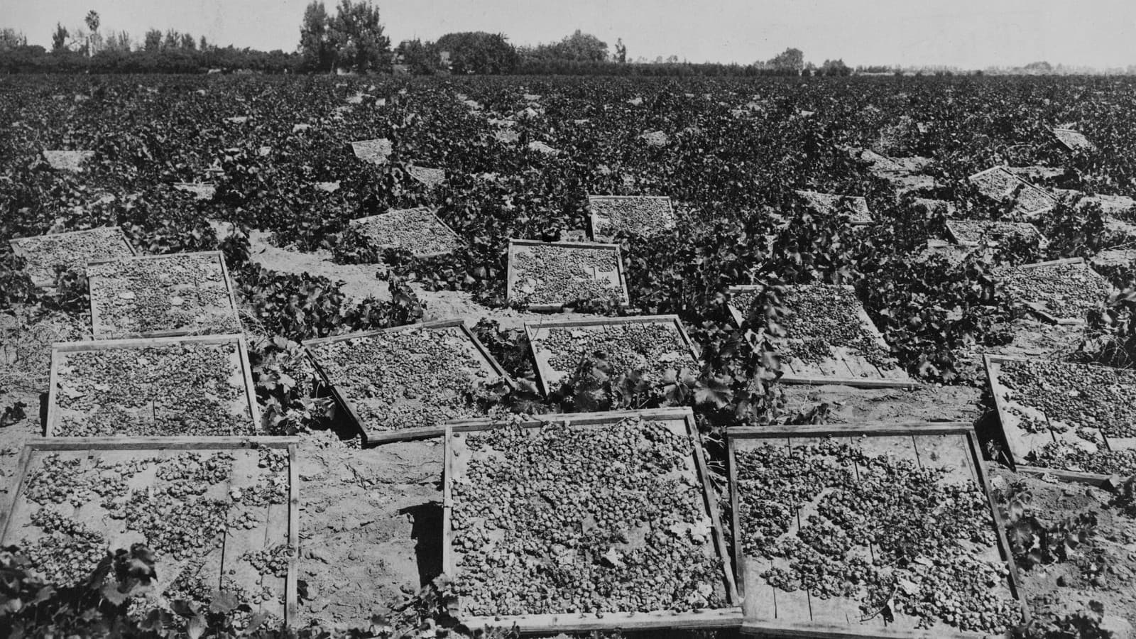 Raisin drying racks in a vineyard at Fresno, California (historic cyanotype) — illustrative file photo (Library of Congress, public domain).