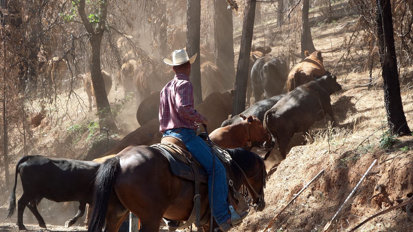 A rancher herds cattle on a grazing allotment reopened after the 2013 Rim Fire on the Stanislaus National Forest near Groveland, California, July 10, 2014 (file photo).