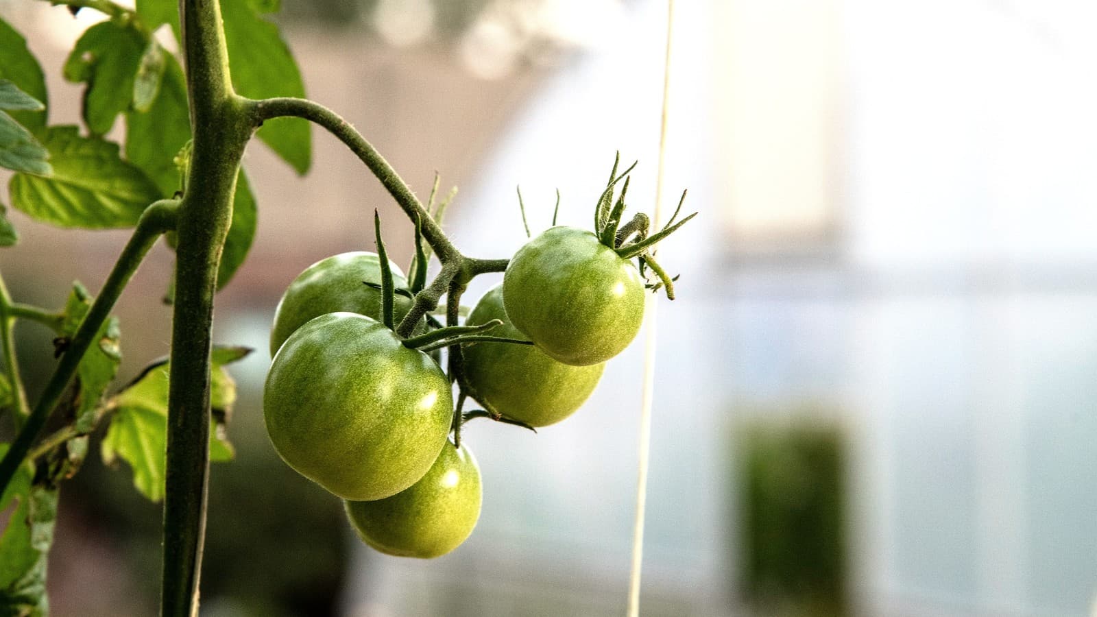 Tomatoes ripen on the vine at an Indianapolis urban farm visited by USDA, October 28, 2021 (file photo, illustrative of specialty crops).